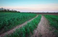 Beautiful sunset and road in green fields Royalty Free Stock Photo