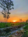 beautiful sunset in rural Indonesian rice fields Royalty Free Stock Photo