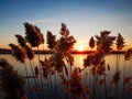 Beautiful sunset through rush plant on Comana lake.