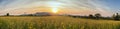 Beautiful sunset scene view at sunhemp flowers field Royalty Free Stock Photo