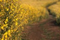 Beautiful sunset scene view at sunhemp flowers field Royalty Free Stock Photo