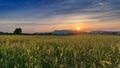 Beautiful sunset scene view at sunhemp flowers field Royalty Free Stock Photo