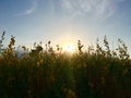 Sunhemp Flower Field Sunset 3 Royalty Free Stock Photo