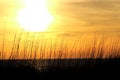 Beautiful sunset on the sea in the high grass - sunset light, horizontal, blurred sea on background, copy space/ Nature, summer, g