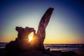 A beautiful sunset seaside scenery with an old tree parts on the beach. Royalty Free Stock Photo