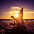 A beautiful sunset seaside scenery with an old tree parts on the beach. Royalty Free Stock Photo