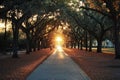 Beautiful Sunset Shines Through Trees Lining a Peaceful Walkway in a Tranquil Park Setting Royalty Free Stock Photo