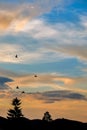 Bird flight and tree silhouete on sunset.