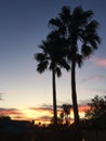 Beautiful sunset with silhouettes of palm trees Royalty Free Stock Photo