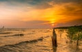 Beautiful sunset sky and clouds over the sea. Bird flying near abundance mangrove forest. Mangrove ecosystem. Good environment. Royalty Free Stock Photo