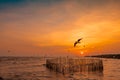 Beautiful sunset sky and clouds over the sea. Bird flying near abundance mangrove forest. Mangrove ecosystem. Good environment. Royalty Free Stock Photo