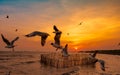 Beautiful sunset sky and clouds over the sea. Bird flying near abundance mangrove forest. Mangrove ecosystem. Good environment. Royalty Free Stock Photo