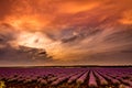 Beautiful sunset sky with dramatic clouds over a field of lavender and wind turbines Royalty Free Stock Photo