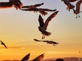 Beautiful sunset sky with flying birds sillouettes with spread wings. Scenic sky background Royalty Free Stock Photo