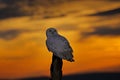 Beautiful sunset sky with flying owl. Snowy owl, Nyctea scandiaca, rare bird sitting on the tree trunk Royalty Free Stock Photo