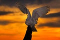 Beautiful sunset sky with flying owl. Snowy owl, Nyctea scandiaca, rare bird sitting on the tree trunk, Manitoba, Canada. Wildlife Royalty Free Stock Photo