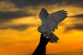 Beautiful sunset sky with flying owl. Snowy owl, Nyctea scandiaca, rare bird sitting on the tree trunk. Orange sky with evening ow Royalty Free Stock Photo