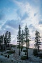 Beautiful sunset sky with Jeffrey Pine trees and interesting cloud formations in Mammoth Lakes California Royalty Free Stock Photo