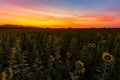Beautiful sunset sky over sunflower filed Royalty Free Stock Photo