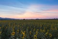 Beautiful after sunset sky over sunflower full bloom Royalty Free Stock Photo