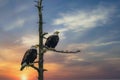 Beautiful sunset sky with two bald eagles (Haliaeetus leucocephalus) perched on a dead tree trunk Royalty Free Stock Photo