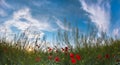 Beautiful sunset sky with white clouds over a green summer field with poppies Royalty Free Stock Photo