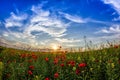 Beautiful sunset sky with white clouds over a green summer field with poppies Royalty Free Stock Photo