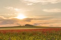 Beautiful sunset sky with white clouds over a green summer field with poppies Royalty Free Stock Photo