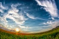 Beautiful sunset sky with white clouds over a green summer field with poppies Royalty Free Stock Photo