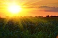 Beautiful sunset in summer field, wild landscape. Big sun in cloudy sky. Trees silhouette and grass. Royalty Free Stock Photo