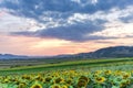 Beautiful sunset in the sunflowers field Royalty Free Stock Photo