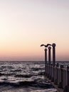 Beautiful sunset sunrise over the sea, beautiful waves and flying gulls Royalty Free Stock Photo