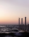 Beautiful sunset sunrise over the sea, beautiful waves and flying gulls Royalty Free Stock Photo