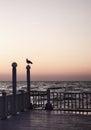 Beautiful sunset sunrise over the sea, beautiful waves and flying gulls Royalty Free Stock Photo