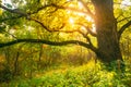 Beautiful Sunset Sunrise Sun Sunshine In Sunny Autumn Oak Forest. Sunlight Sunbeams Through Woods Trunk In Forest Royalty Free Stock Photo