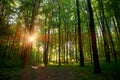 Beautiful Sunset Sunrise Sun Sunshine In Sunny Forest. Sunlight Sunbeams Through Woods In Forest Landscape