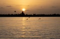 Beautiful sunset on Suriname river with flying herons