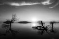 Beautiful sunset at Trasimeno lake Umbria, with perfectly still water and skeletal trees Royalty Free Stock Photo