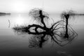 Beautiful sunset at Trasimeno lake Umbria, with perfectly still water and skeletal trees Royalty Free Stock Photo