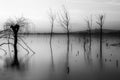 Beautiful sunset at Trasimeno lake Umbria, with perfectly still water and skeletal trees Royalty Free Stock Photo