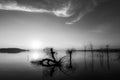 Beautiful sunset at Trasimeno lake Umbria, with perfectly still water and skeletal trees Royalty Free Stock Photo