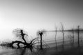 Beautiful sunset at Trasimeno lake Umbria, with perfectly still water and skeletal trees Royalty Free Stock Photo