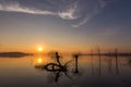 Beautiful sunset at Trasimeno lake Umbria, with perfectly still water, skeletal trees and beautiful warm colors Royalty Free Stock Photo