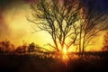 Beautiful sunset, trees in meadow, landscape against sun