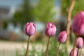 Beautiful sunset tulips in the evening light against the blue sky. Holiday postcard Royalty Free Stock Photo