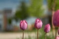 Beautiful sunset tulips in the evening light against the blue sky. Holiday postcard Royalty Free Stock Photo