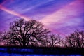 Beautiful Sunset at Twilight, Tree Silhouette