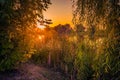 Beautiful sunset view behind willows on a lake Royalty Free Stock Photo