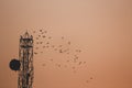 Sunset view of the city with birds migrating flying around the communication tower Royalty Free Stock Photo