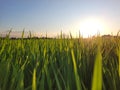 beautiful sunset view in indonesian rice fields Royalty Free Stock Photo